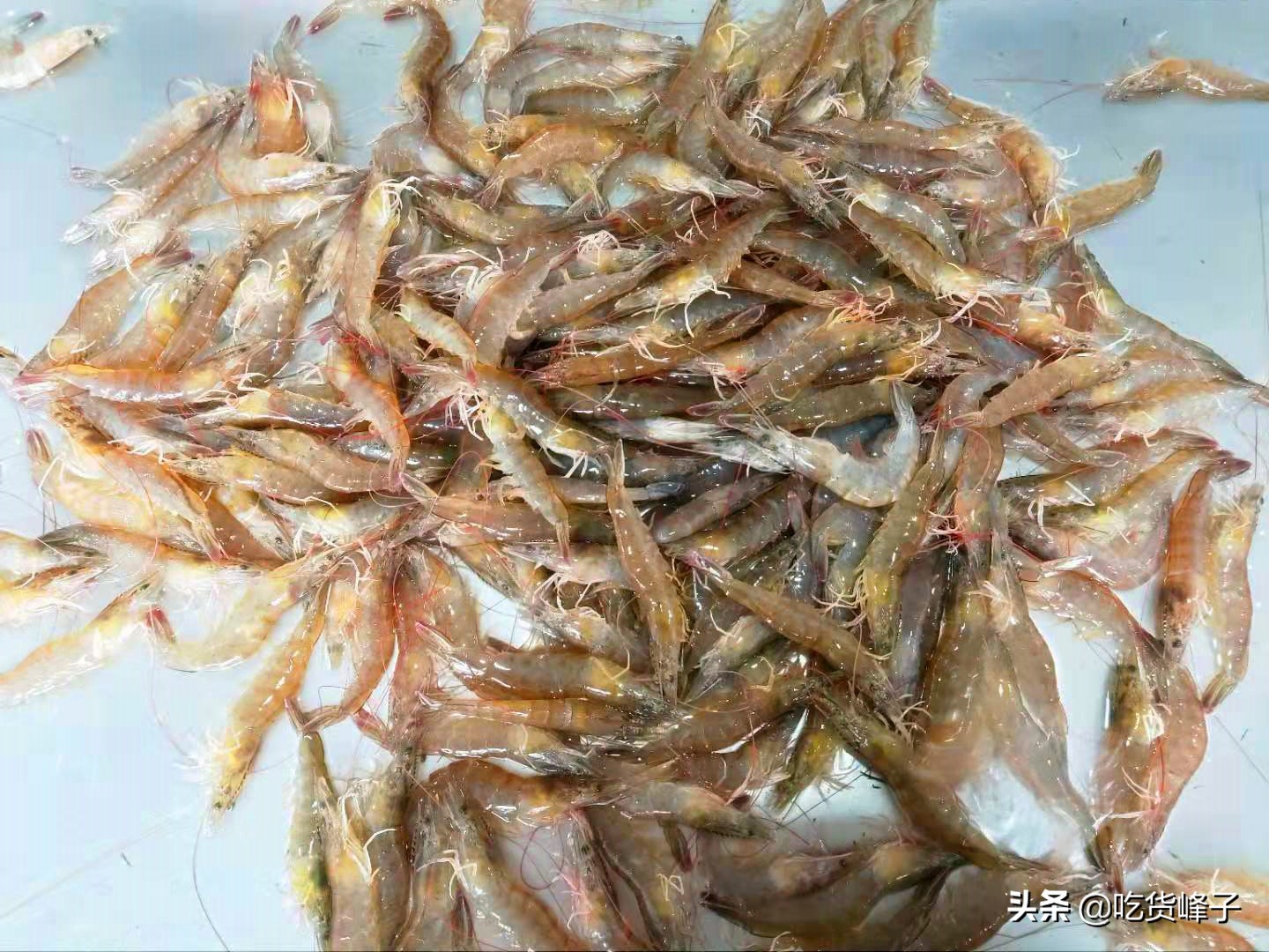 水煮大虾是开水放还是冷水放呢,水煮大虾是冷水放还是热水放