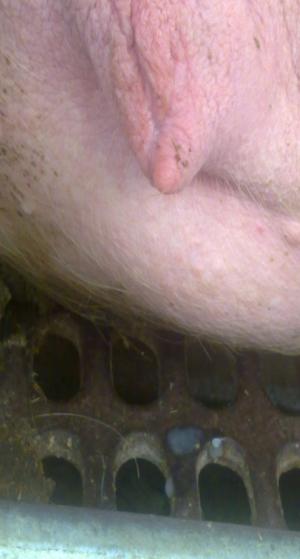 后备母猪排出白色粘液是怎么回事,后备母猪排出淡黄液体