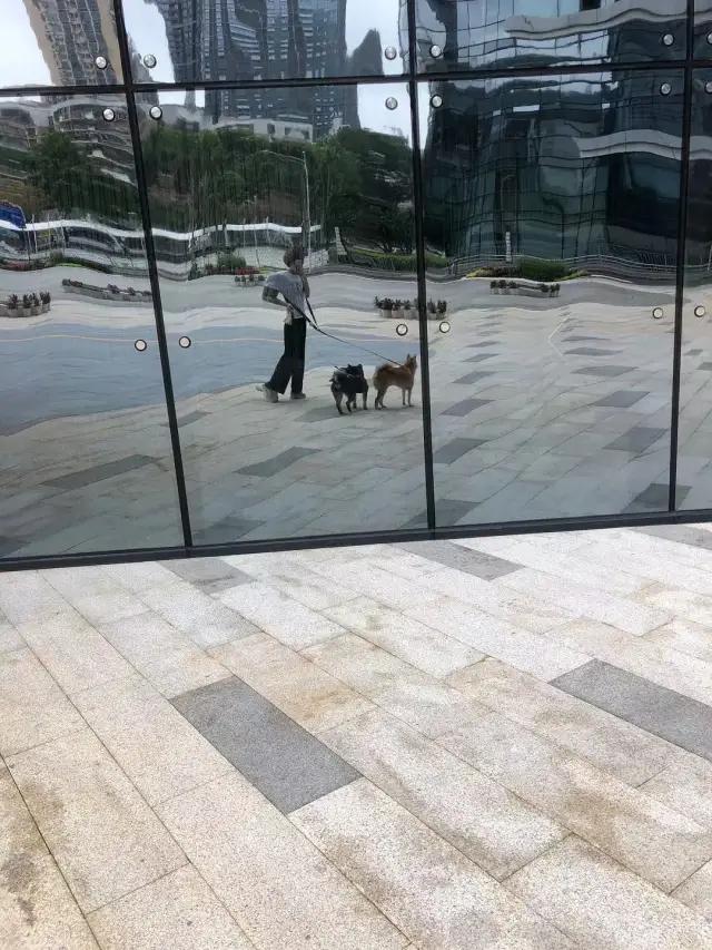 哈哈哈哈哈我笑到我家的狗偷开邻居家的车送我去精神病院