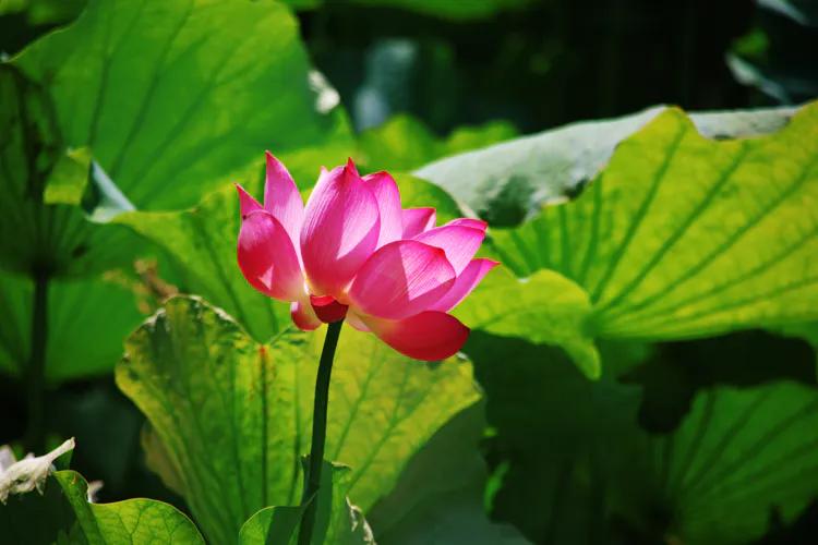 单反快速入门索尼,单反自动挡是哪个