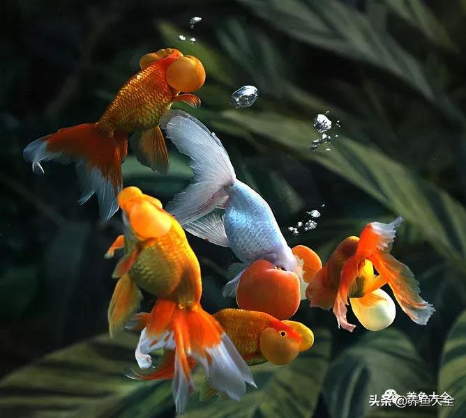 观赏鱼交叉感染是细菌还是真菌,观赏鱼细菌病怎么治疗