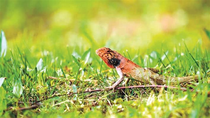 红外相机发现豹猫母子,红外相机拍豹猫吃东西