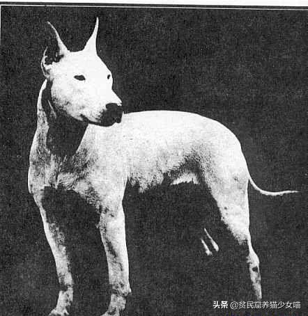 简单一招，比Ai换脸还厉害，毫无违和的牛头梗照片