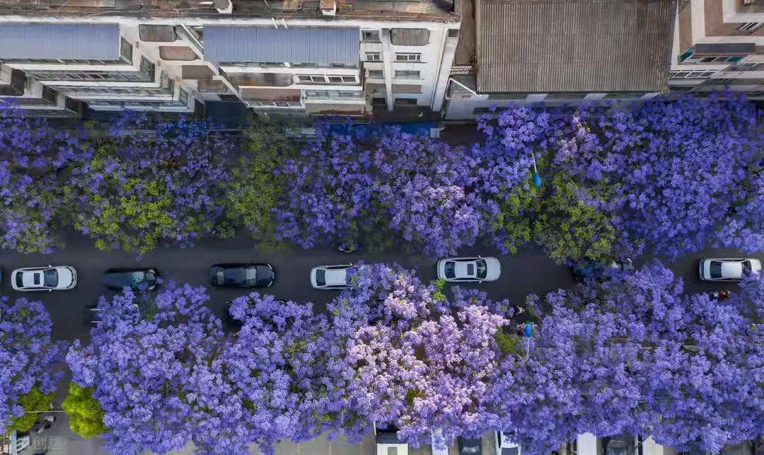 昆明什么地方适合旅居旅游,云南昆明旅居攻略