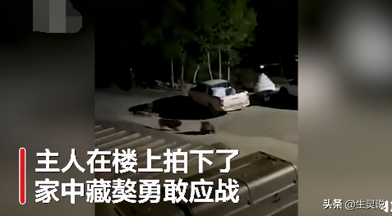 猛犬藏獒与其它猛犬对决,藏獒斗黑熊