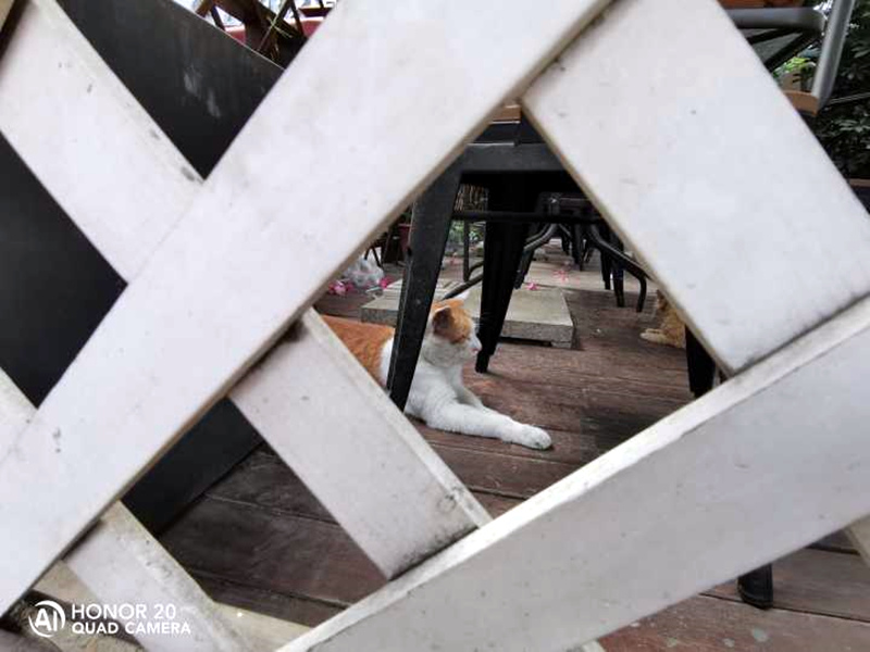 荣耀畅玩20pro怎么样,荣耀20pro实际体验如何