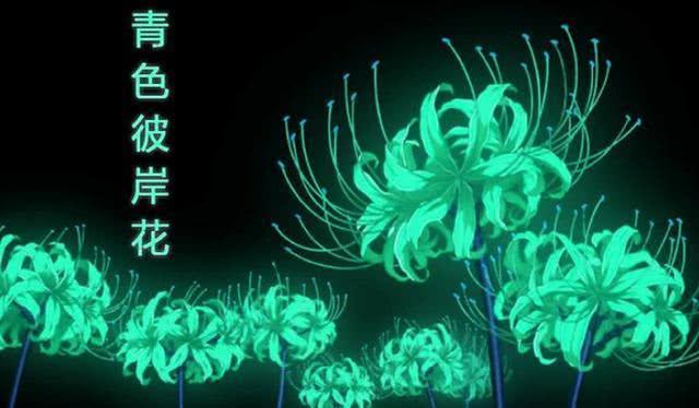 鬼灭之刃蓝色彼岸花真相,鬼灭之刃无惨找的什么花