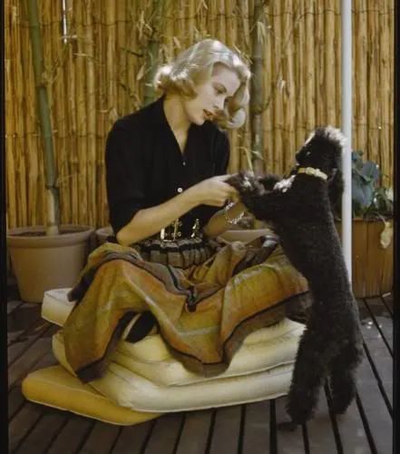 动物珠宝,精美动物珠宝