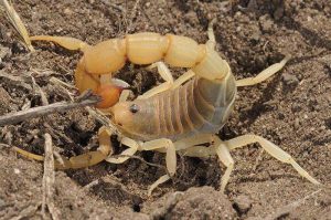 蝎子养殖技术室内幼蝎养殖,蝎子的养殖技术及市场前景