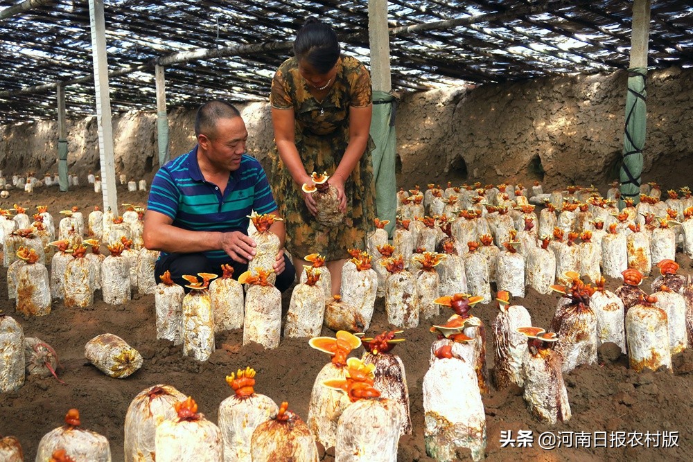 滑县产业扶贫实现四有目标：县有带贫龙头企业、乡有扶贫产业园区、村有产业帮扶基地、户有增收致富门路