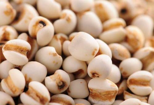 立冬养生药膳：薏苡仁（薏米）