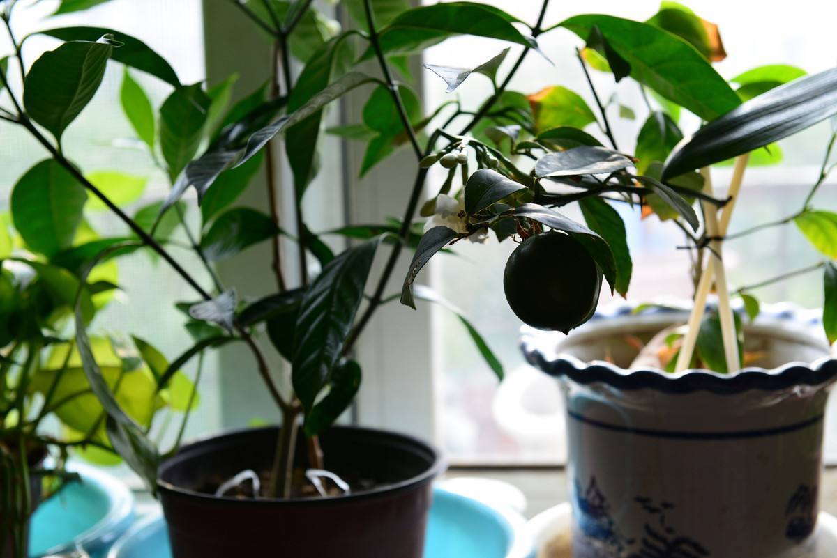 花盆种果树能结果吗,用花盆种柠檬能结果吗
