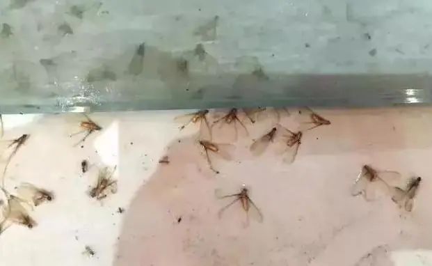 大水蚁进屋能活多久,大水蚁入侵房子