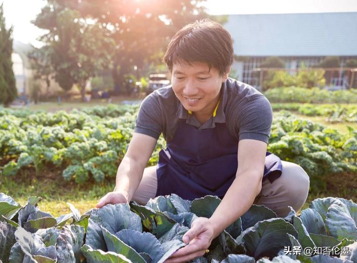 回农村创业要想好哪些问题,回农村创业做什么能够有前途
