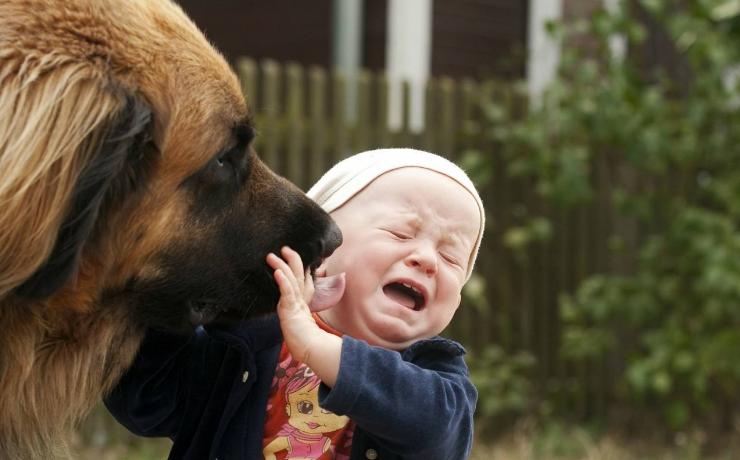 怎样弥补小时候对动物的伤害,怎样消除对某物的恐惧