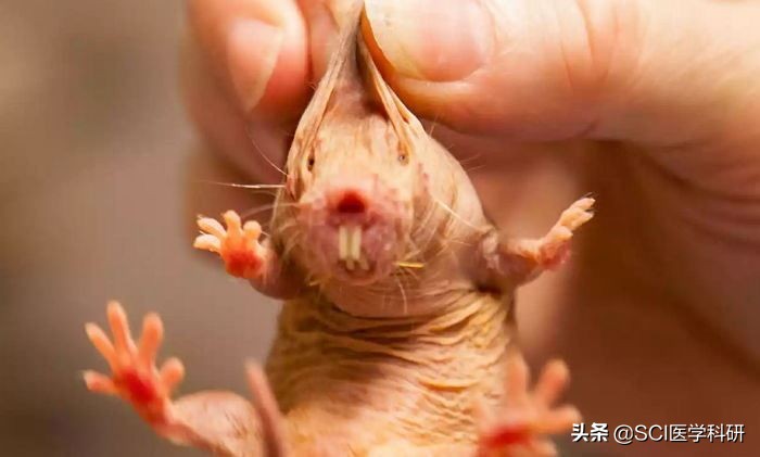 裸鼹鼠的最新研究成果,为什么裸鼹鼠可以老来得子