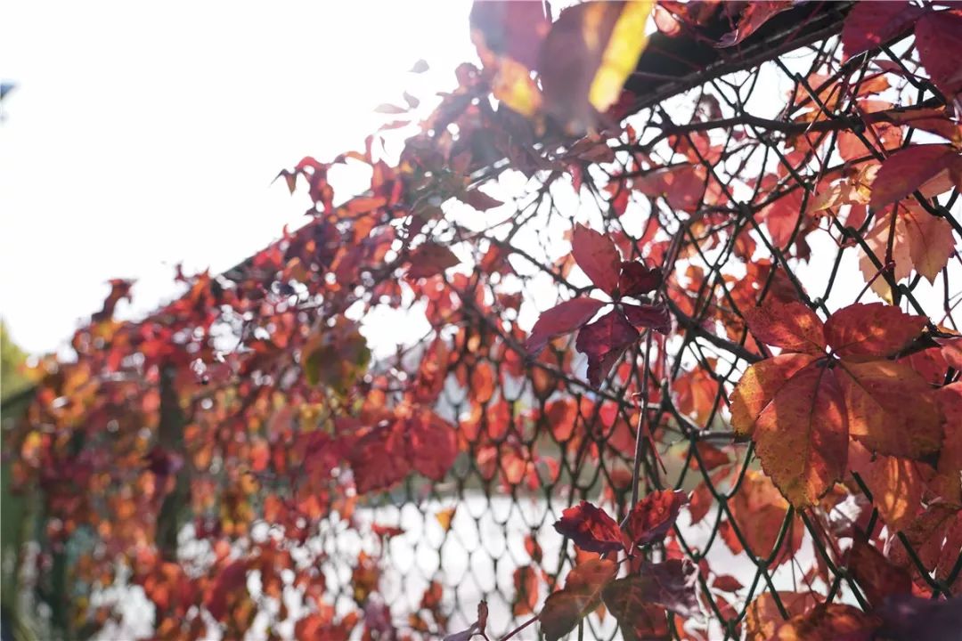 思源学院美景照片,西安思源学院秋景色