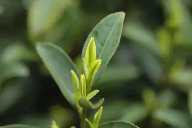 一年只有一次的鲜货,一年只有一次的桂花酿