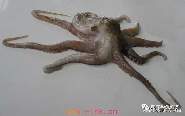 十种最受欢迎的海鱼,钓鱼人最爱的海鱼