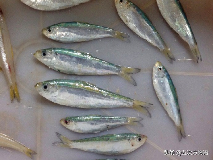 沙丁鱼的故事是真是假,沙丁鱼未解之谜是什么