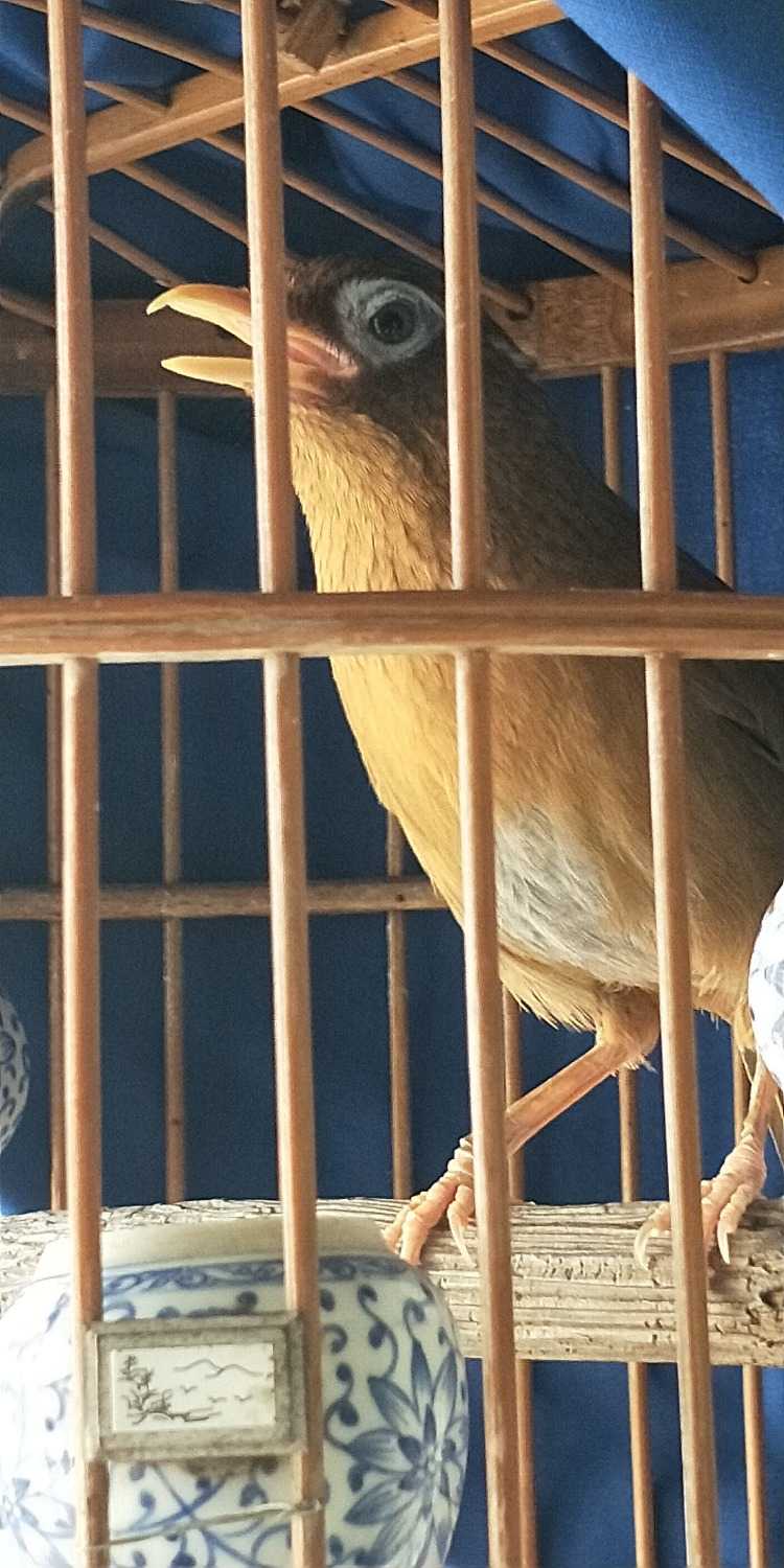 画眉鸟为什么要断尾,画眉鸟为什么老是刨食