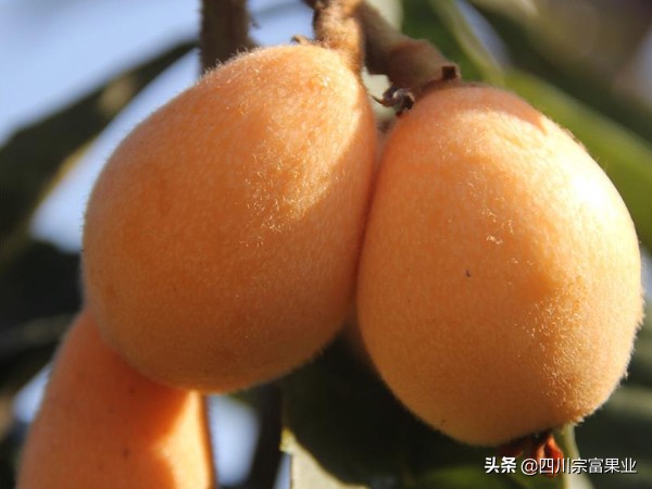 最好吃的枇杷品种,枇杷品种哪种最好