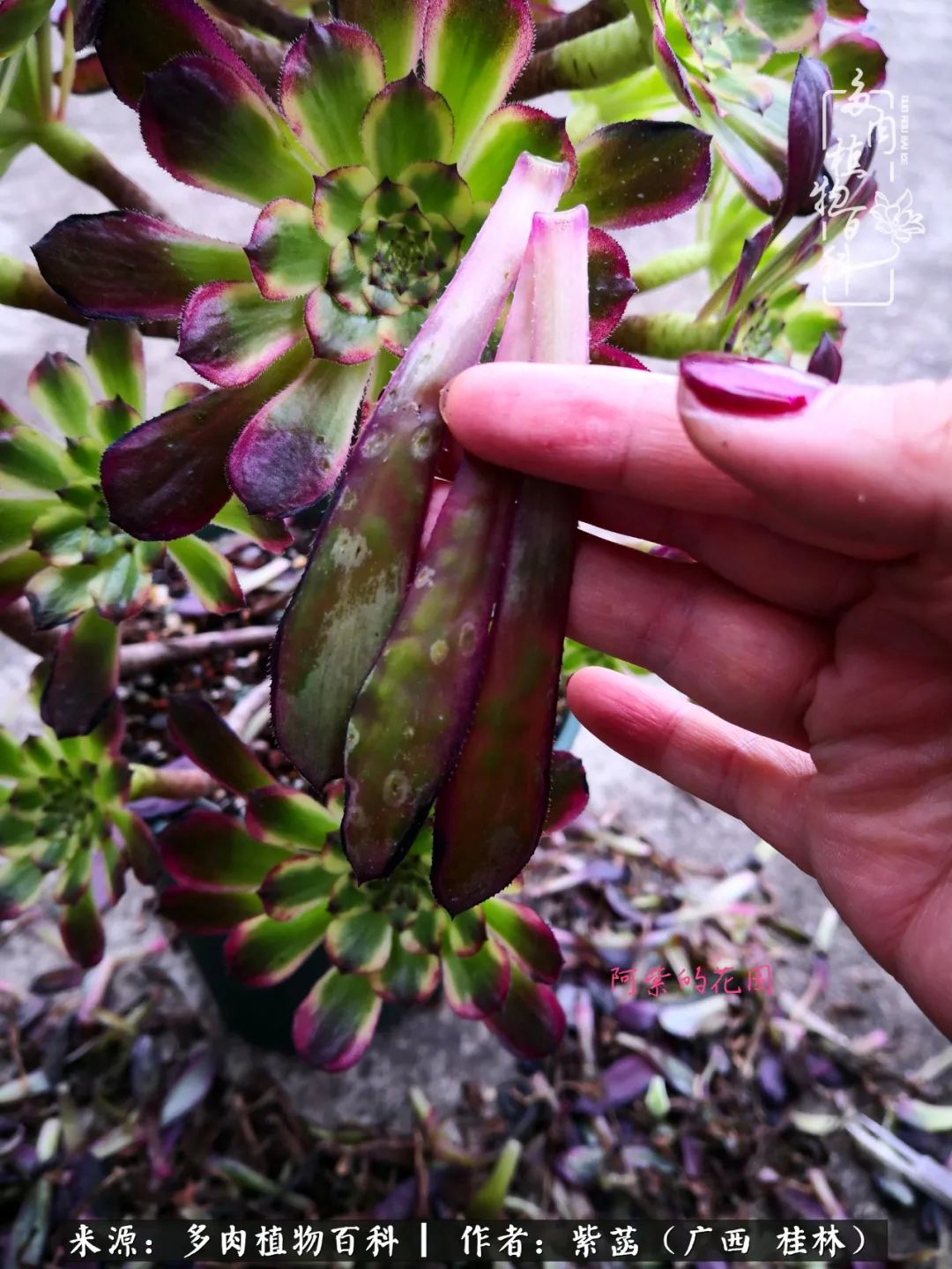 如何在夏天买的多肉度夏,多肉度夏好帮手