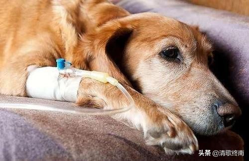 预防狗狗肠胃炎中草药,狗狗得了肠胃炎怎么办吃什么都吐