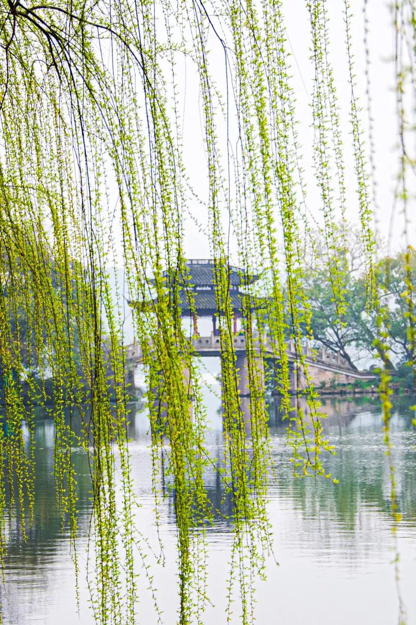 五月杭州西湖美景好看的照片,草长莺飞的图片