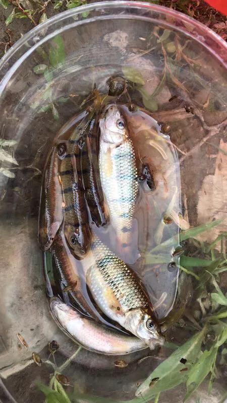 路亚除了亮片还需要什么,路亚在什么情况下用亮片