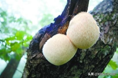 江中猴姑养胃饼干,猴头菇养胃饼干真的养胃吗