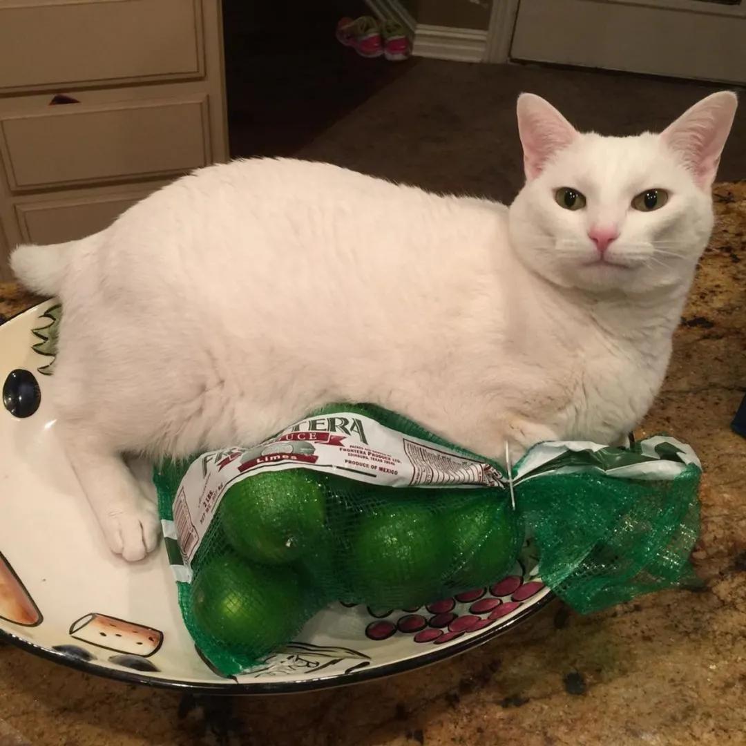 被救助的猫咪小胖胖,猫咪被罐头盒困了