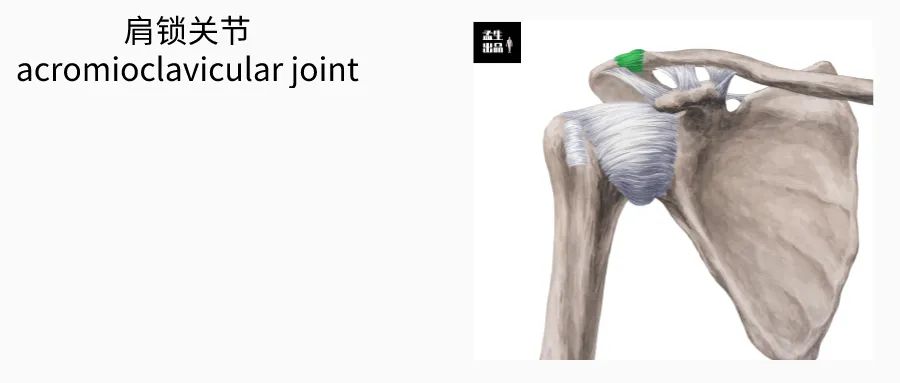 肩锁关节脱位等级及图片,解剖学肩关节