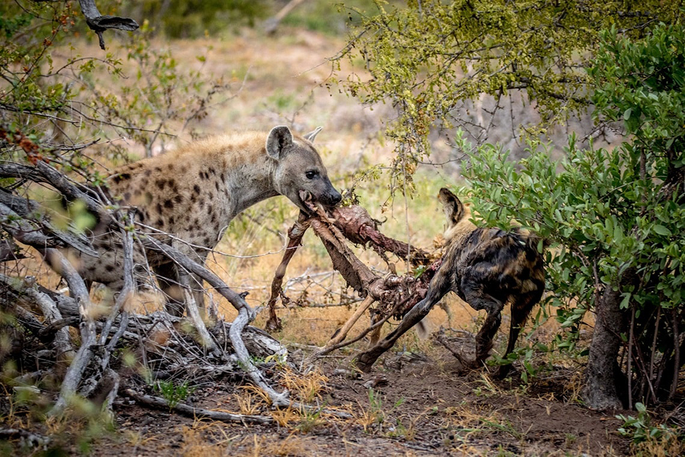 斑鬣狗是不是最厉害的动物,斑鬣狗是什么样的动物
