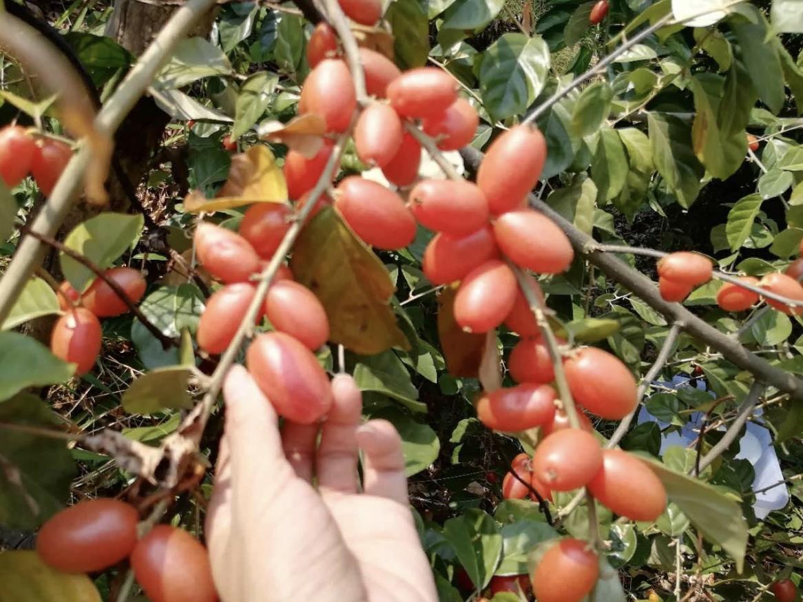 儿时山上摘像草莓的野果,山上有一种野果像羊奶果