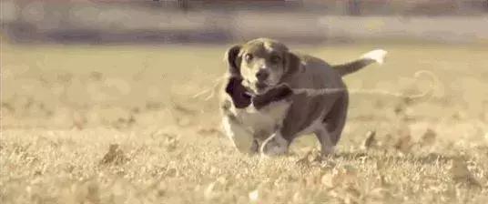 狗狗一出门乱跑喊不回来,每次出门狗狗都哭怎么解决