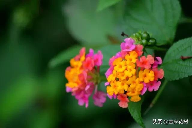 这几种植物越养越值钱,这几种花你养过吗