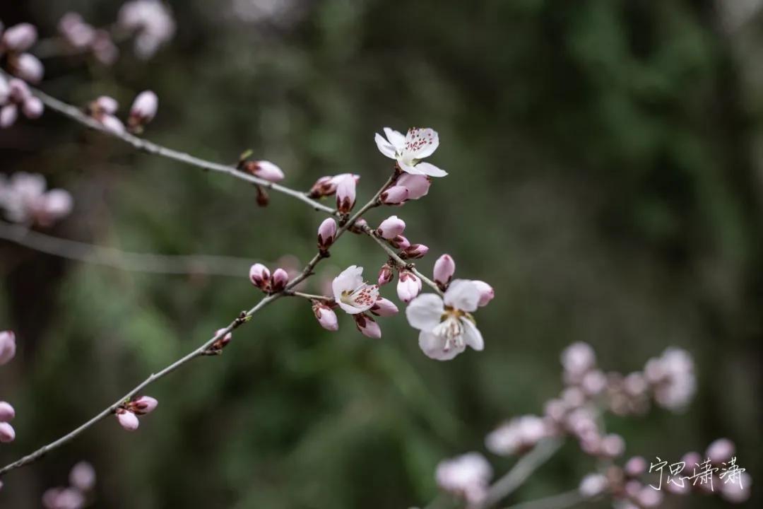 佳能rf70-200mmf4镜头价格,轻巧大光圈长焦佳能rf70-200mmf2