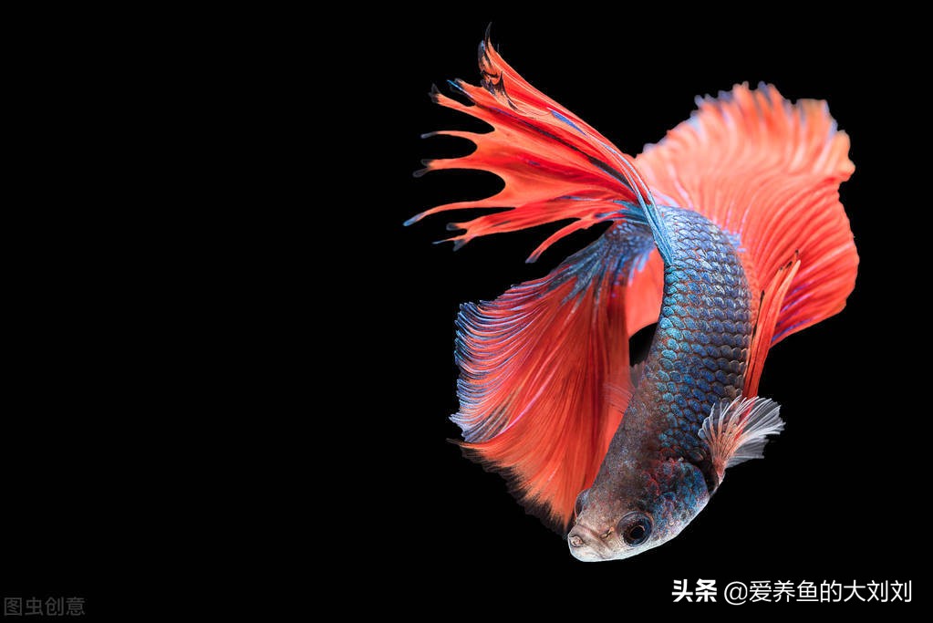 二手鱼缸今年,二手鱼缸便宜处理