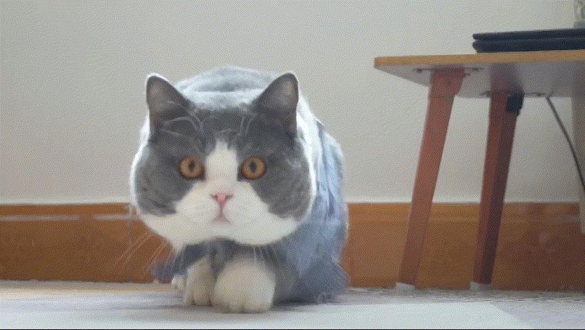 宠物几种常见的皮肤病,宠物春季常见病有哪些