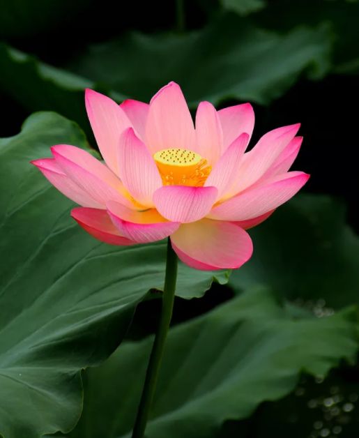 荷花古诗词鉴赏,映日荷花别样红中荷花的特点是