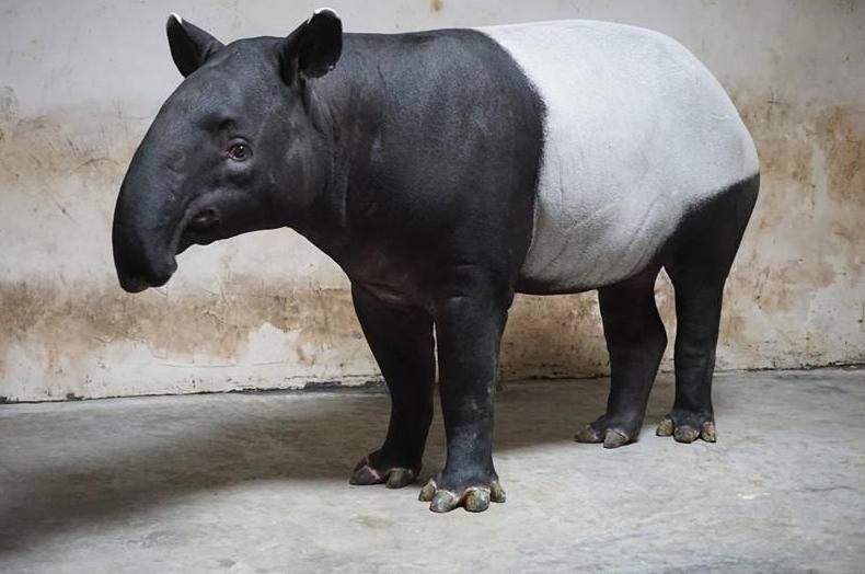 王者荣耀梦奇和平精英,王者荣耀国服梦奇排行榜