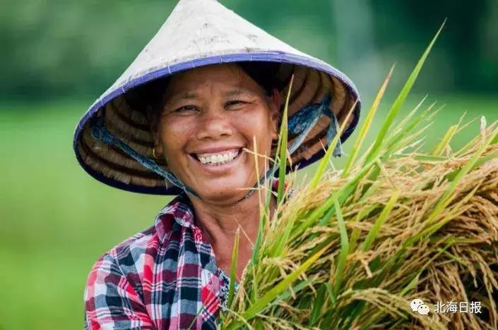 袁隆平培育的海水稻亩产多少斤,袁隆平十万亩海水稻硕果累累