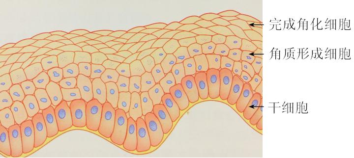 宝宝头垢不清理会有什么后果,婴儿头垢用手抠了咋办