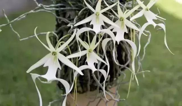 那些天价的植物,十大最值钱的植物