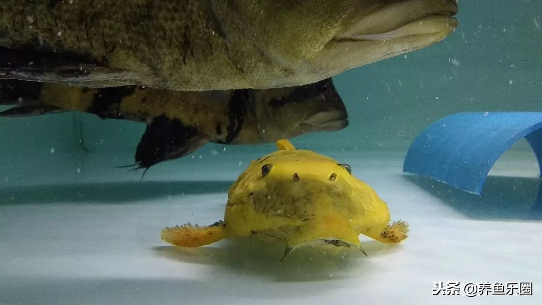 这位土豪家的渔场,光滤材就花了500多万,你确定不要见识一下?