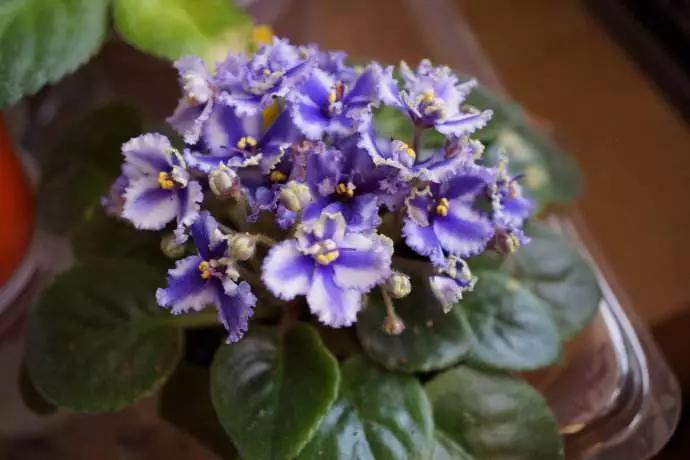 适合阳台养的四季开花有花香的花,花期长耐热耐寒又好养的花卉