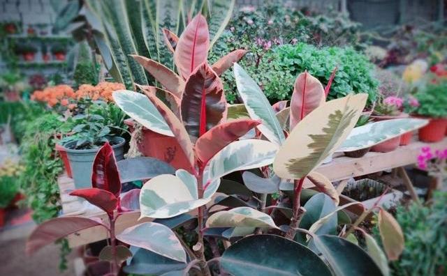 养花如何选择肥料先弄懂施肥原理,养花但是又养不活怎么办呢