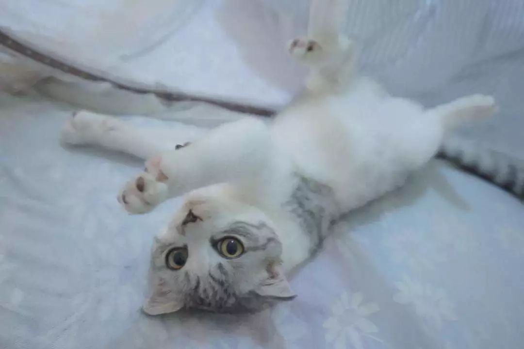 猫咪总是睡地上怎么办,猫咪经常躺床上如何让它睡窝里