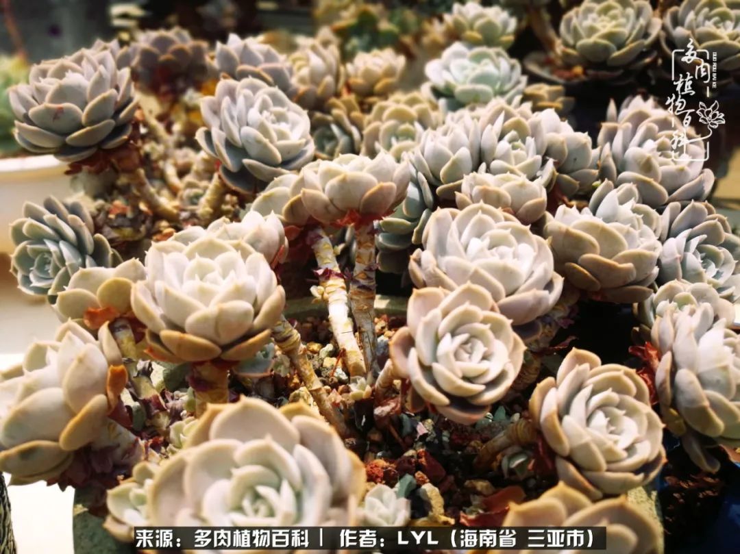 开挂区养多肉,非开挂区怎么把多肉养出状态